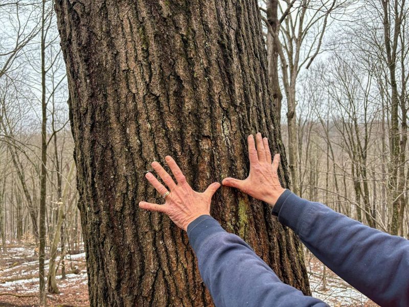 0 Tract 4 Twp Rd 815 , Woodsfield, OH 43793 Photo 29