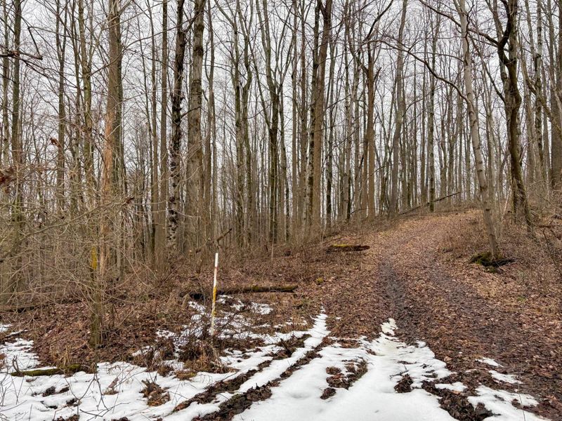0 Tract 5 Mann , Woodsfield, OH 43793 Photo 13