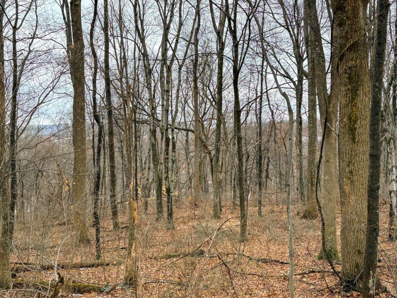 0 Tract 5 Mann , Woodsfield, OH 43793 Photo 15