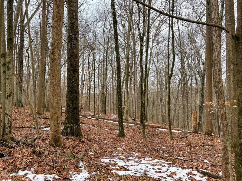 0 Tract 5 Mann , Woodsfield, OH 43793 Photo 17