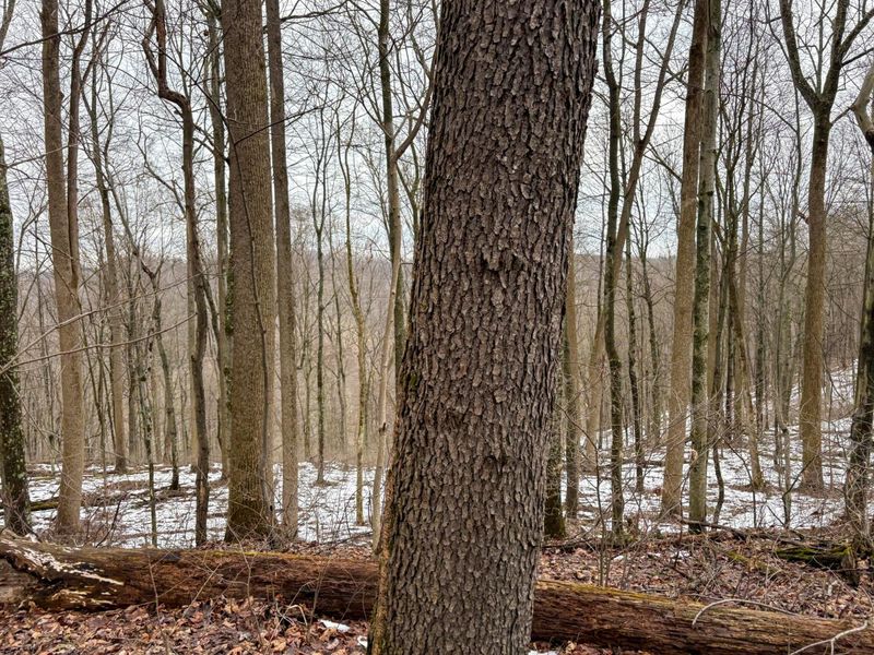 0 Tract 5 Mann , Woodsfield, OH 43793 Photo 3