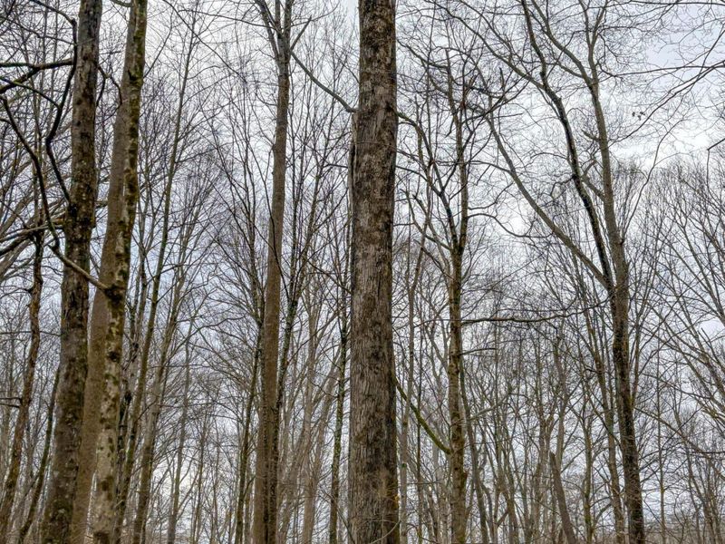 0 Tract 5 Mann , Woodsfield, OH 43793 Photo 7