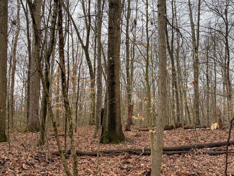 0 Tract 5 Mann , Woodsfield, OH 43793 Photo 8