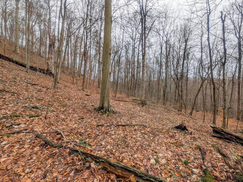 0 Tr 7 Edwina , Woodsfield, OH 43793 Photo 19