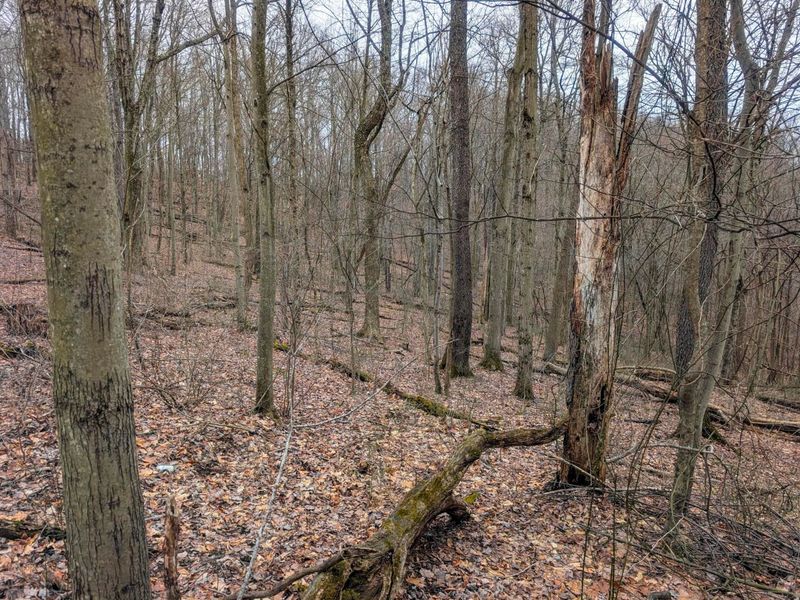 0 Tract 8 Barber Ridge Rd , Lewisville, OH 43754 Photo 10