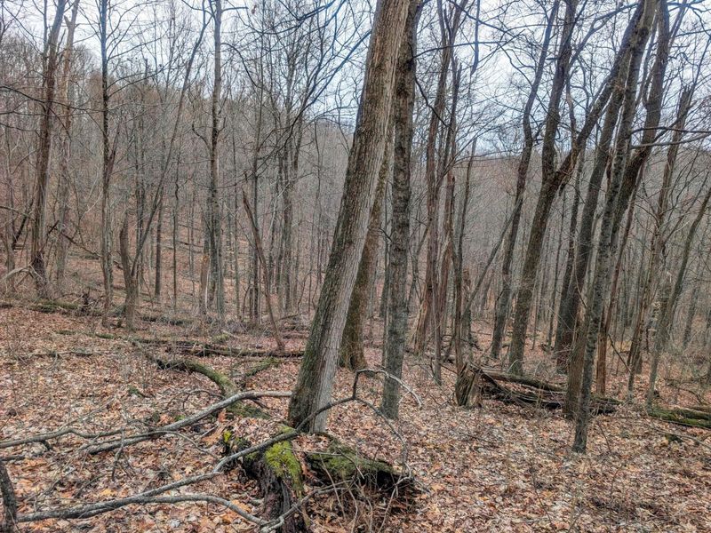 0 Tract 8 Barber Ridge Rd , Lewisville, OH 43754 Photo 24