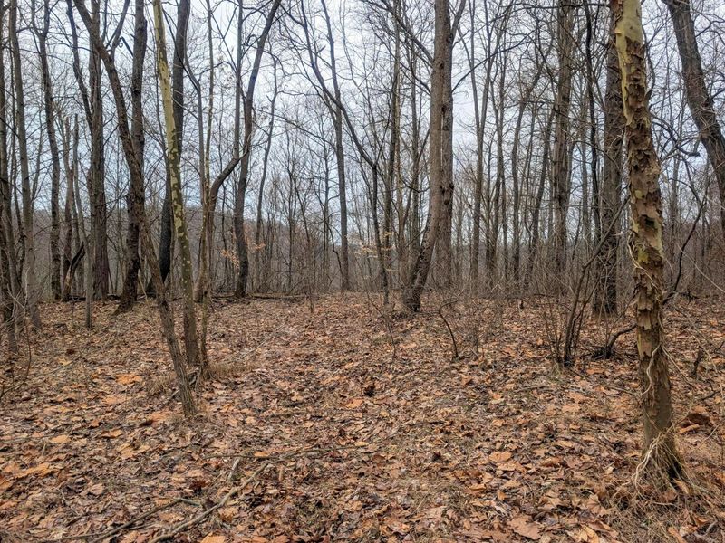 0 Tract 8 Barber Ridge Rd , Lewisville, OH 43754 Photo 29