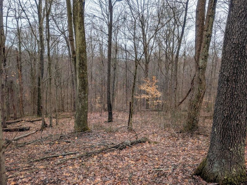 0 Tract 8 Barber Ridge Rd , Lewisville, OH 43754 Photo 7