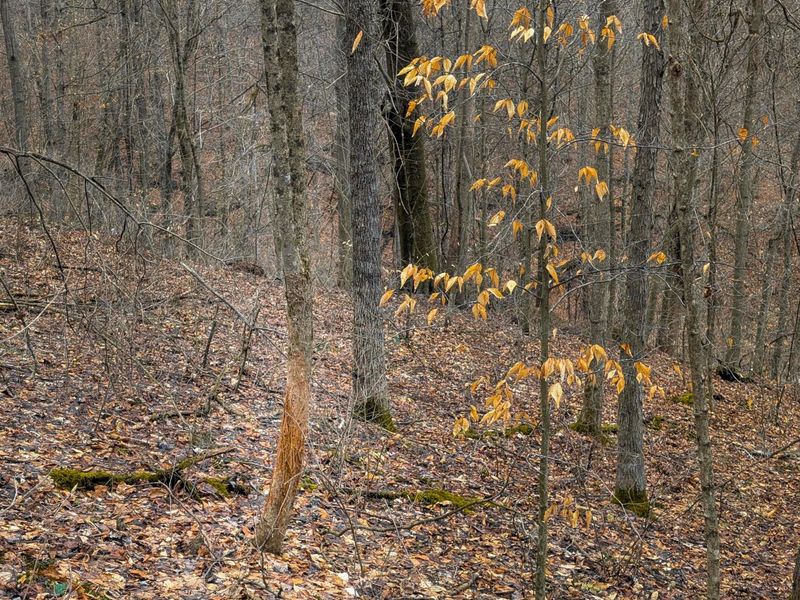 0 Tract 8 Barber Ridge Rd , Lewisville, OH 43754 Photo 8