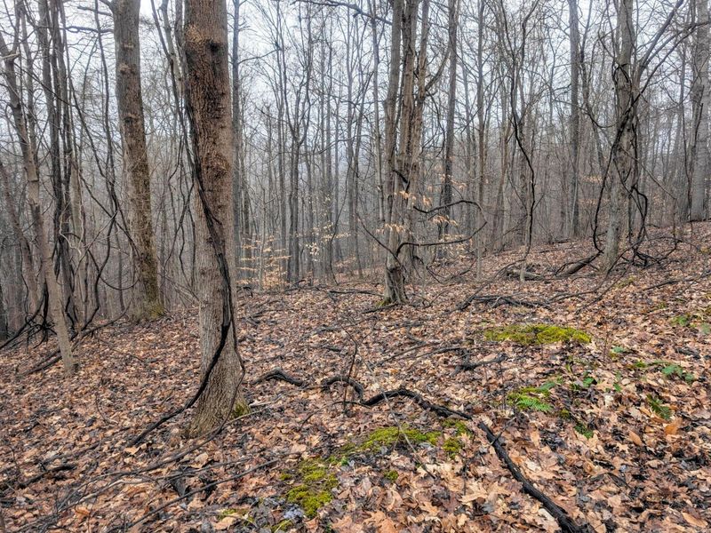 0 Tract 9 Township Road 272 , Lewisville, OH 43754 Photo 5