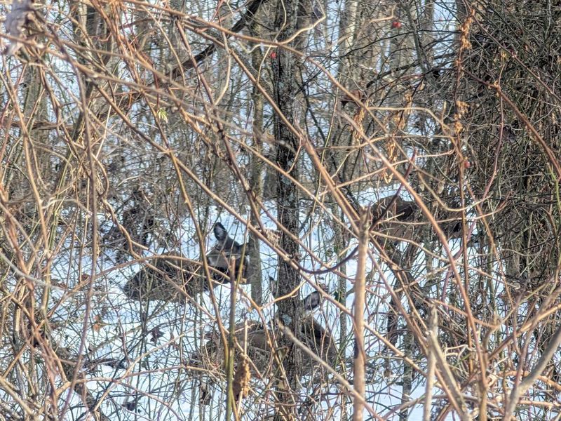 0 Tract 10 Kuhn Run , Lewisville, OH 43754 Photo 3