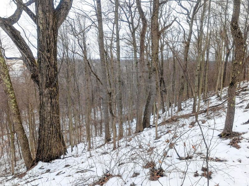 0 Tract 12 Tr 233 , Summerfield, OH 43788 Photo 9