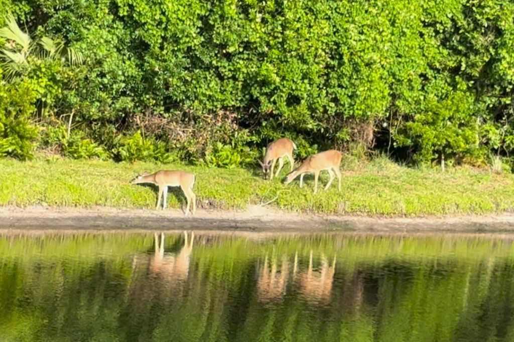 4941 Kylemore Court, Palm Harbor, FL 34685 Photo