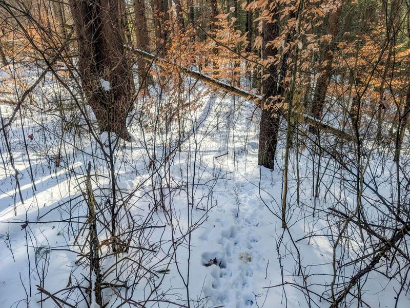 0 Tract 17 Brown Peavine Rd Road , Barnesville, OH 43713 Photo 5