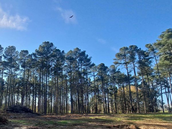 3.02 Laura Avenue, Albertville, AL 35951