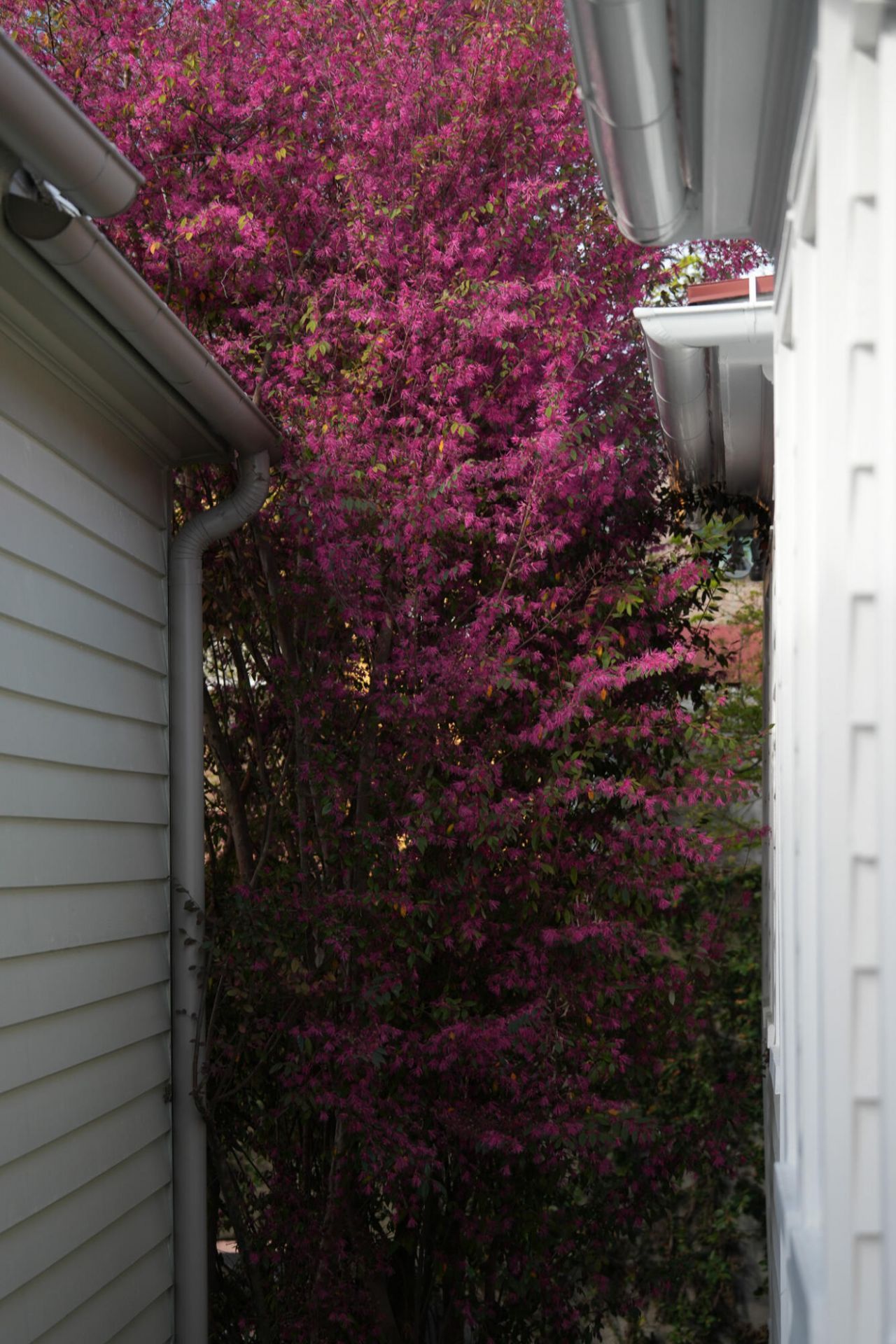 17 Anson Street Photo 60