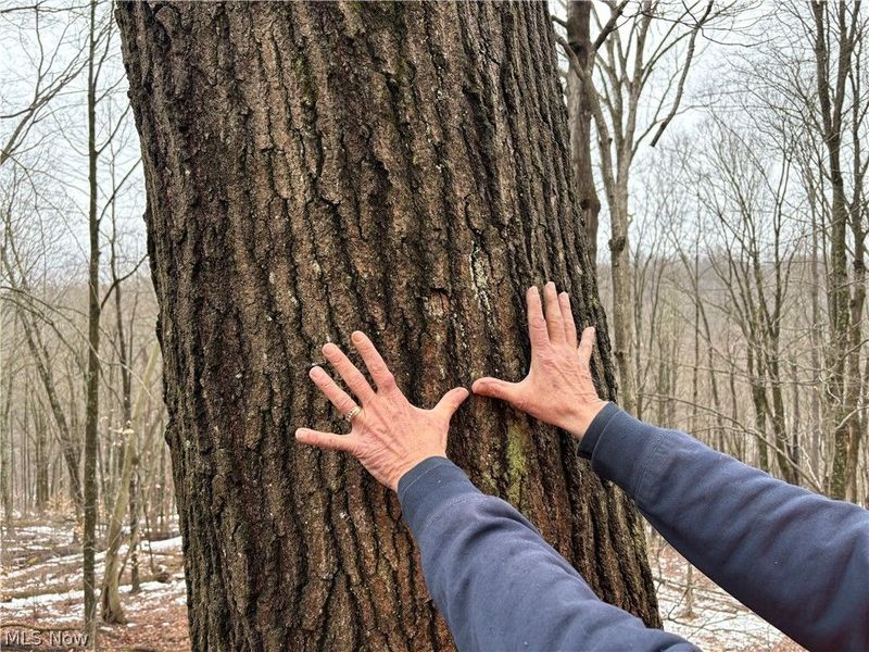 0 Tract 4 Twp Rd 815, Woodsfield, OH 43793 Photo 7