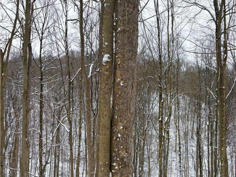 0 Tract 2 MORRS RIDGE Road, Woodsfield, OH 43793 Photo 8