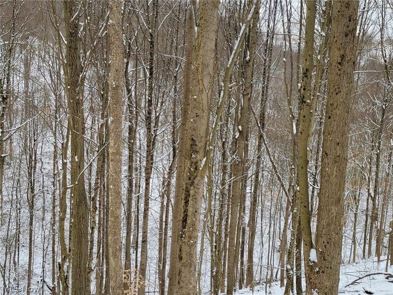 0 Tract 3 Bondi Ridge Road, Woodsfield, OH 43793 Photo 17