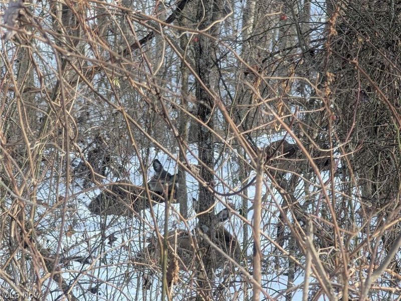 0 Tract 10 Kuhn Road, Lewisville, OH 43754 Photo 11