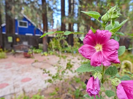 2573 Rose Ave, South Lake Tahoe, CA 96150 Photo