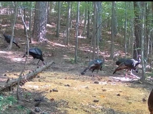 635 TOBACCO RIDGE ROAD, PRINCE FREDERICK, MD 20678