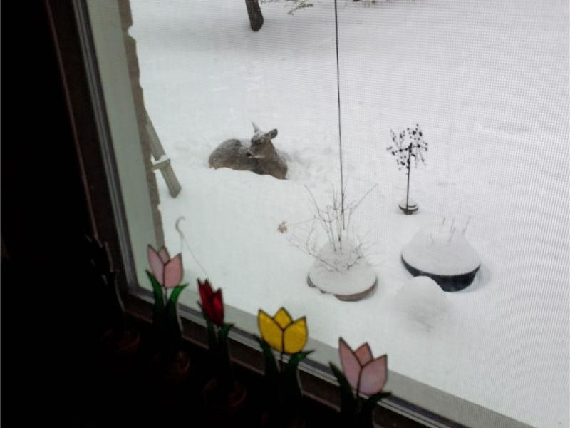 1143 Gary Boulevard , Brunswick, OH 44212 Photo 39