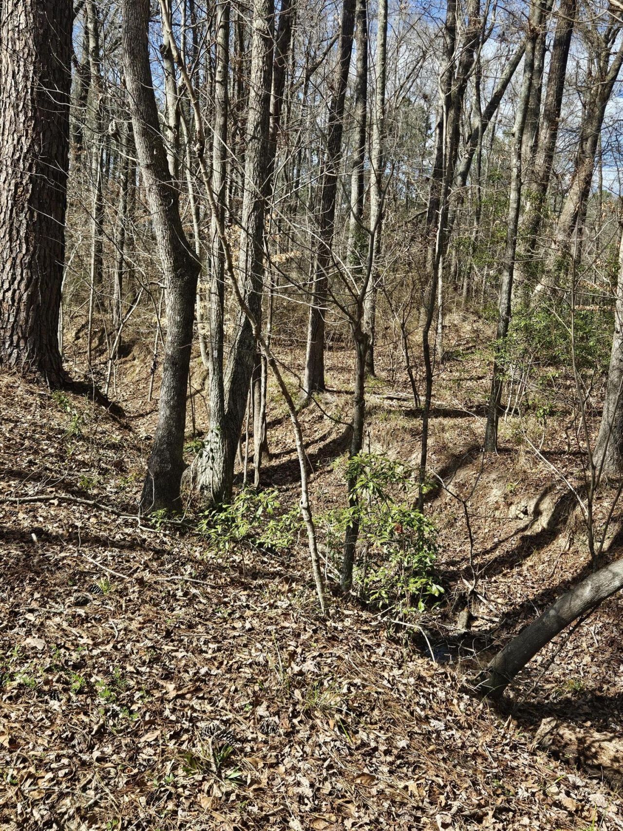 271 Winningham Road Photo 15