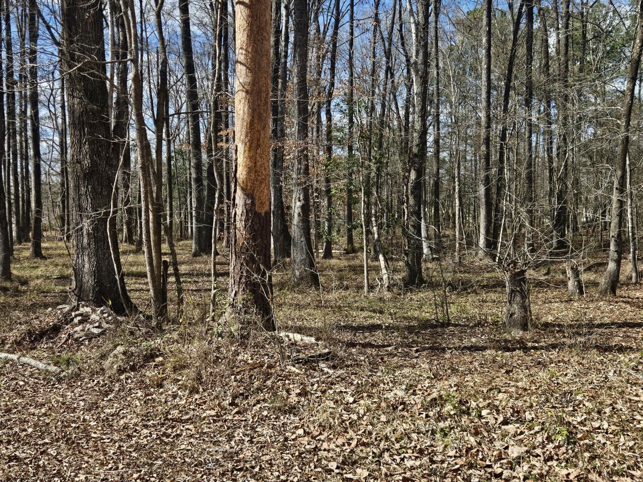 271 Winningham Road Photo 17