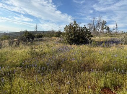 Troost Trl, North San Juan, CA 95960 Photo