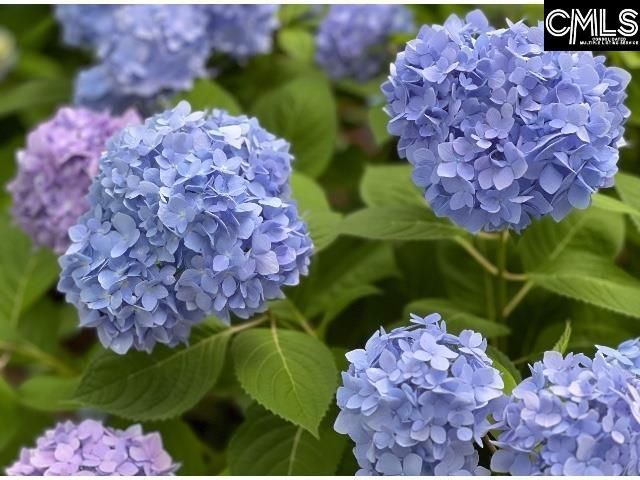 48 Veranda Lane  Photo 36