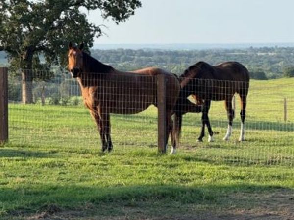 4067 County Road 414, Saint Jo, TX 76265