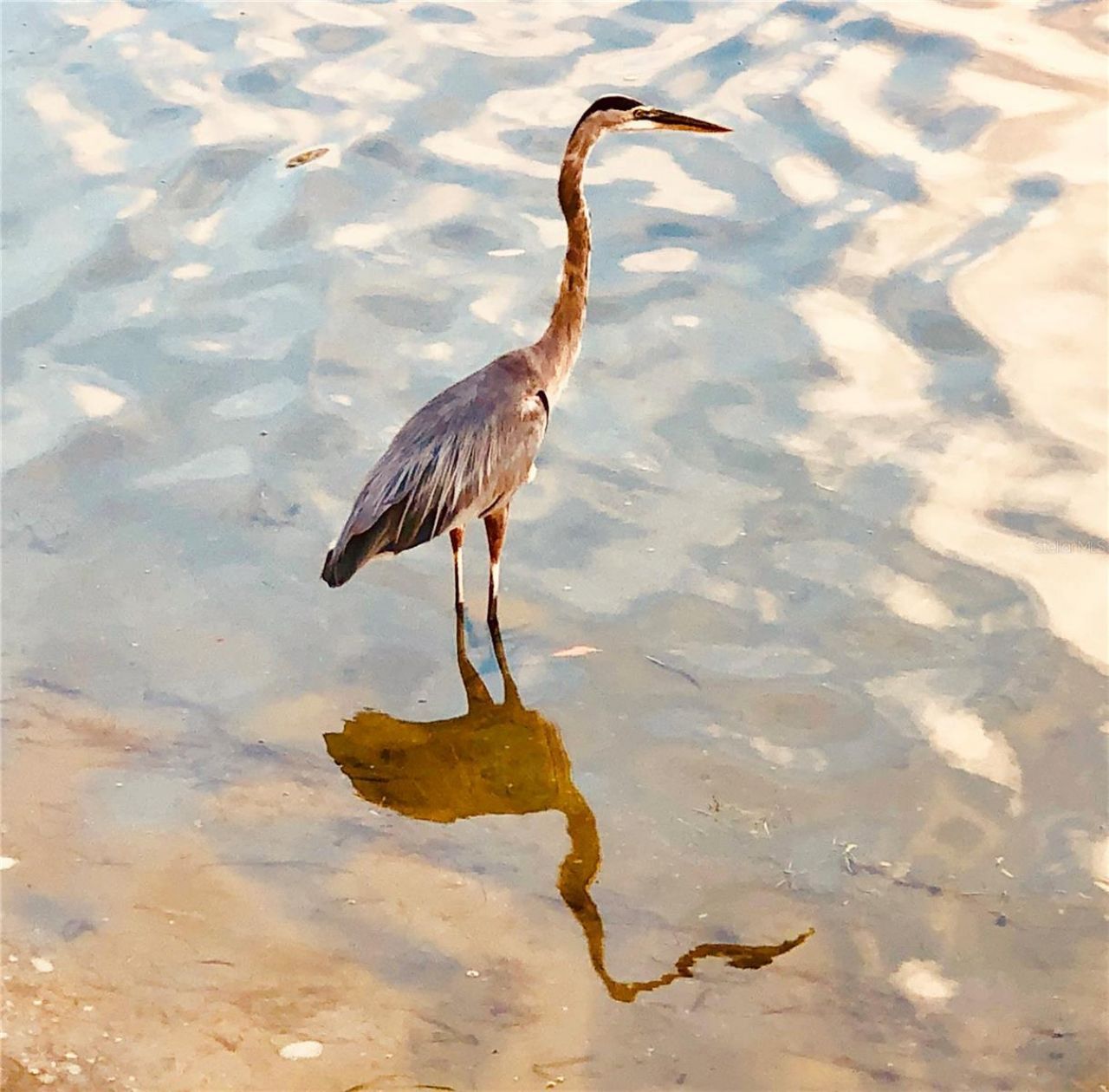 7979 Sailboat Key Boulevard S, Unit 208, South Pasadena, FL 33707 Photo