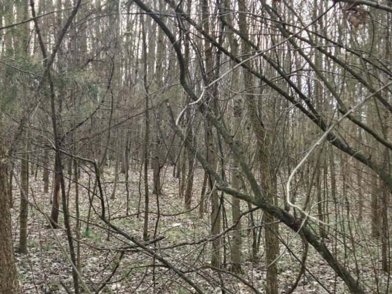 508 Cherry Street, Blanchester, OH 45107 Photo 2