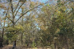 0 Barnwell Highway  photo 4