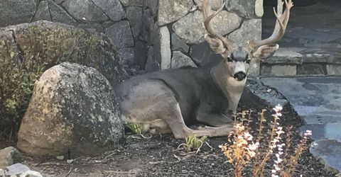 462 Arrowleaf Road, Portola, CA 96122 Photo