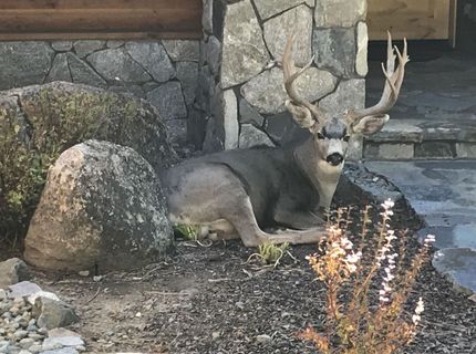 462 Arrowleaf Road, Portola, CA 96122 Photo