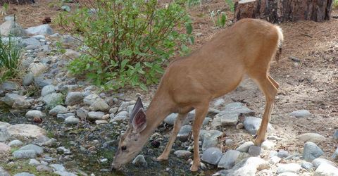 462 Arrowleaf Road, Portola, CA 96122 Photo