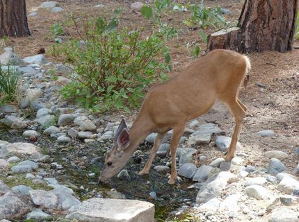 462 Arrowleaf Road, Portola, CA 96122 Photo