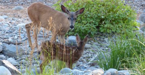 462 Arrowleaf Road, Portola, CA 96122 Photo