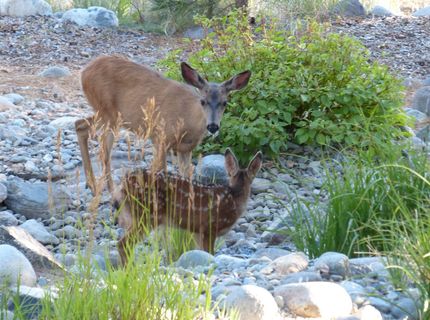 462 Arrowleaf Road, Portola, CA 96122 Photo