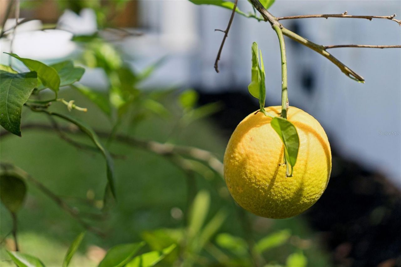 1117 Kenwood Avenue, Winter Park, FL 32789 Photo