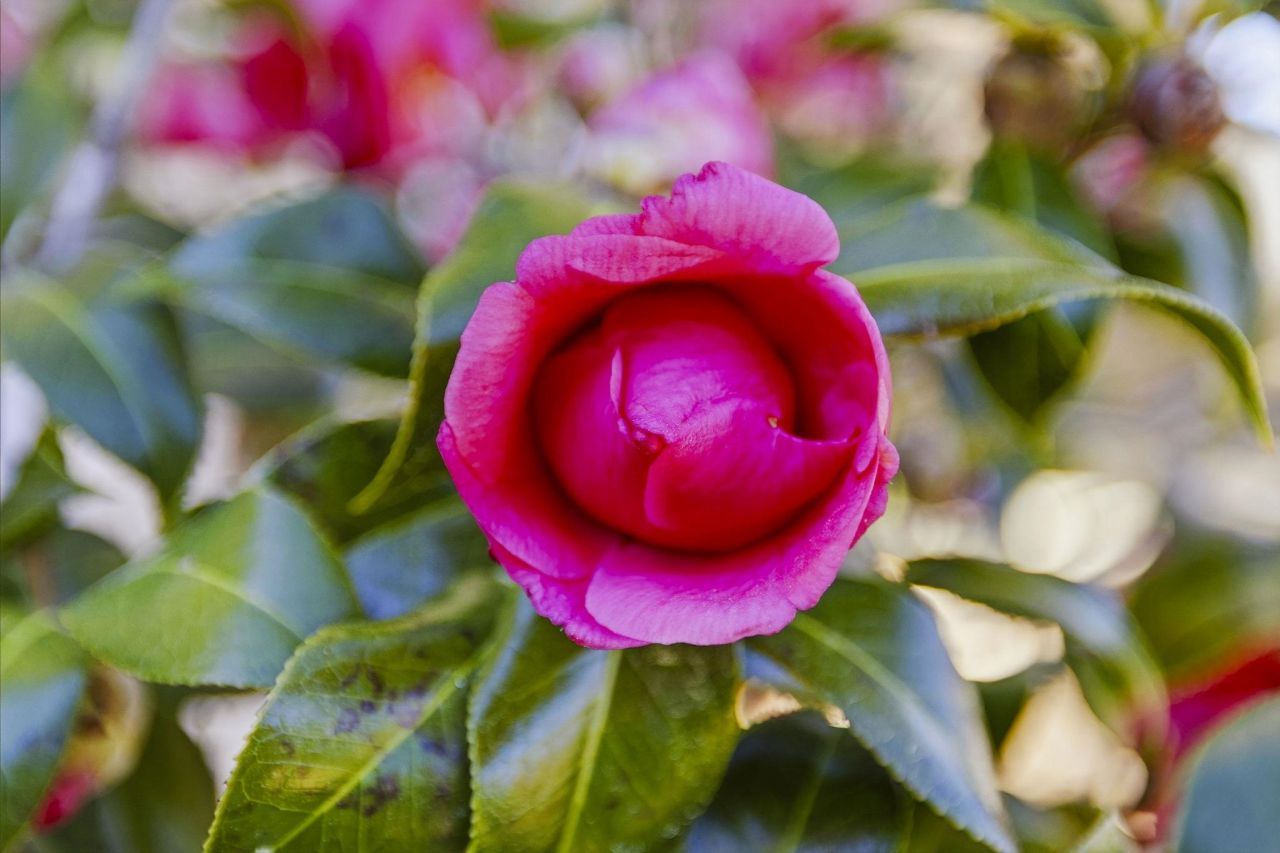 4510 Periwinkle Ct. Photo 64