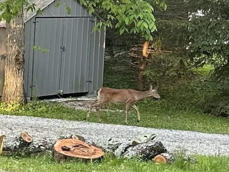 7664 Denunes Road , Johnstown, OH 43031 Photo 66