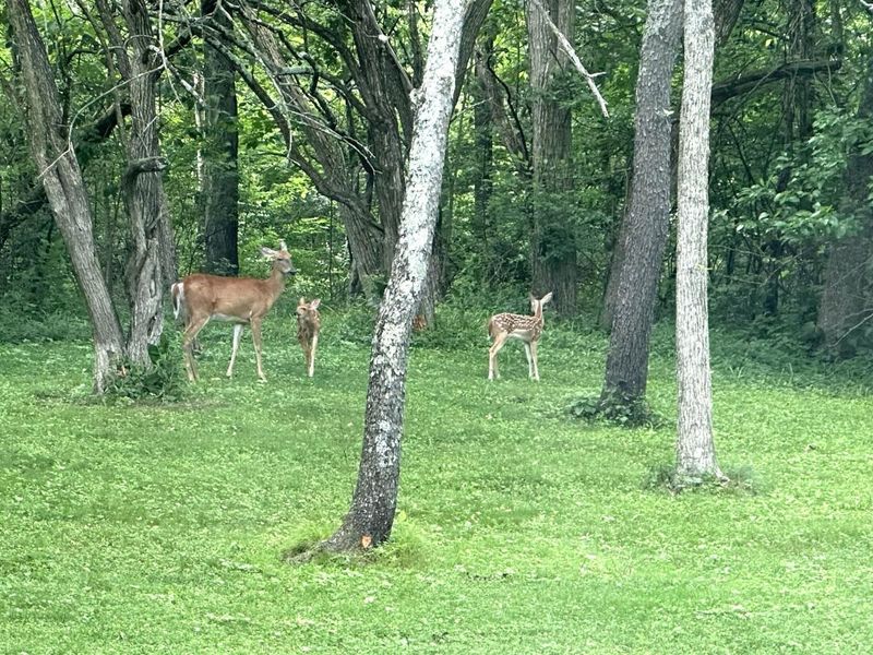 7664 Denunes Road , Johnstown, OH 43031 Photo 67