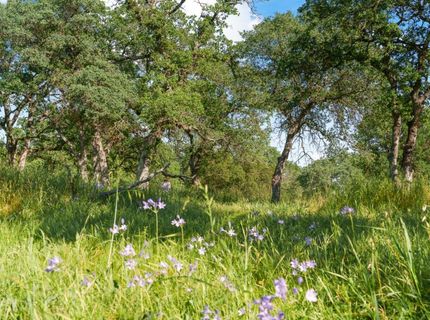 Vance Ln, Folsom, CA 95630 Photo