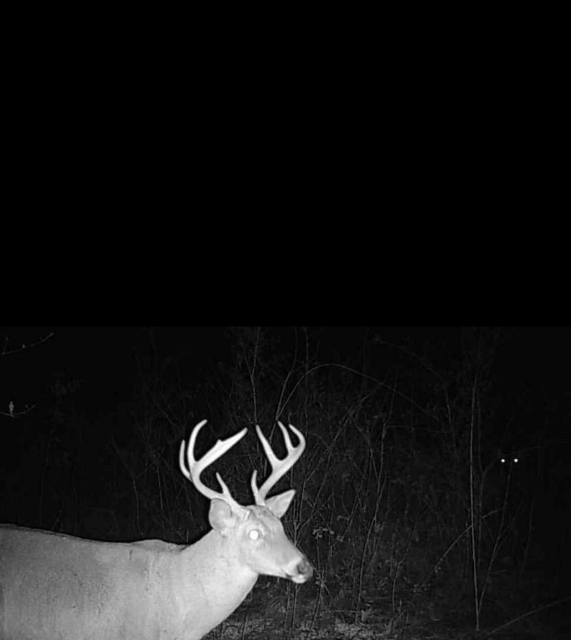 174 Decey Wallace Lane , Crawfordville, FL 32327 Photo