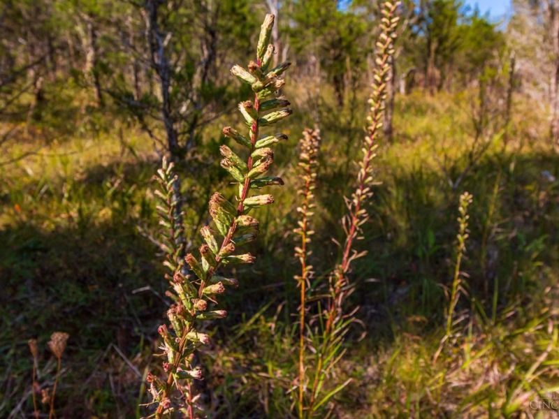 0 St Rt 41, West Union, OH 45693 Photo 63