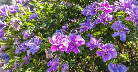 7540 Abbey, Elk Grove, CA 95757 Photo