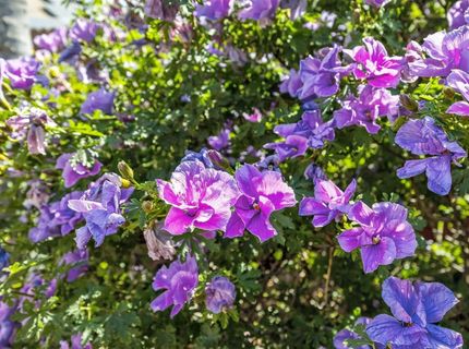 7540 Abbey, Elk Grove, CA 95757 Photo